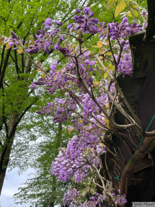 Wisteria barachybotrys Okayama       